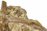 Fossil Hadrosaur Teeth and Bone Sections in Sandstone - Wyoming #370648-1